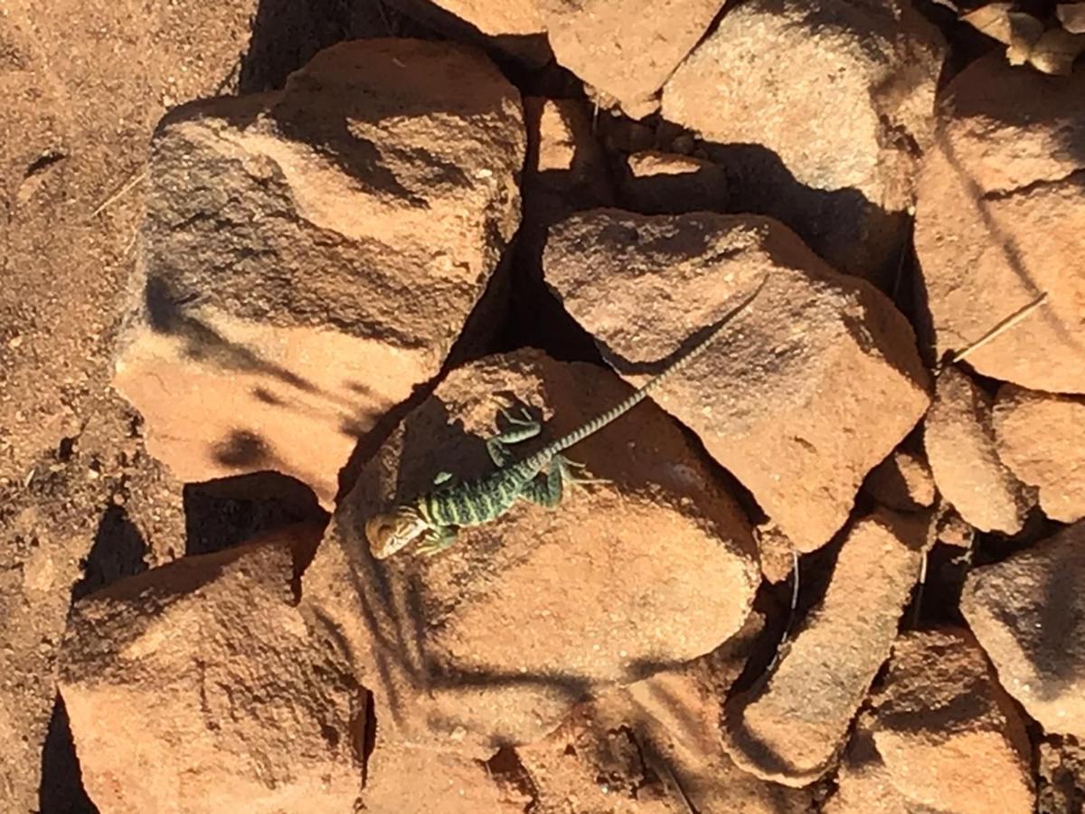 Indian Canyon Ranch Verdure المظهر الخارجي الصورة